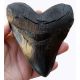 5.5 Inch Otodus Megalodon Shark Tooth Replica