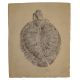 Allaeochelys crassesculptata, Messel Turtle