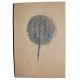 Mesolimulus walchi, Horseshoe Crab, medium