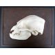 Bat Skull Profiles, set of 4