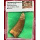 Authentic Carcharodontosaurus tooth in Acrylic Display Case 