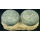 Ornithopod Egg Nest with 2 eggs