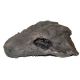 Diadectes, reptile-like tetrapod Skull