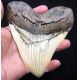 Megalodon (Otodus megalodon) tooth, Ivory