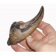 Acrocanthosaurus, claw of hand