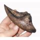 Acrocanthosaurus, claw of foot