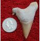 Otodus obliquus authentic fossil shark tooth