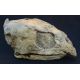 Protostega gigas Fossil Sea Turtle Skull