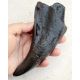 Tyrannosaurus rex, (Monty) tooth with flattened root