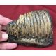 Edmontosaurus, tooth row