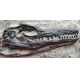 Clidastes a Mosasaur, Skull