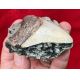 Juvenile Megalodon (Otodus megalodon) tooth 2 5/8 Inches