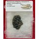 Pleistocene Alligator Osteoderm, Alligator mississippiensis,  in Acrylic Display Case