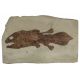 Coelacanth, fish