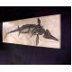 Ichthyosaurus intermedius, marine reptile