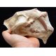 Hoplophoneus, saber tooth cat skull