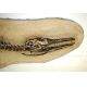 Clidastes a Mosasaur, complete skeleton