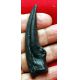 Ornithomimus, large hand claw ONLY 2 AVAILABLE