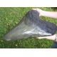 Megalodon Tooth (giant 17 inch sculpture) Otodus megalodon