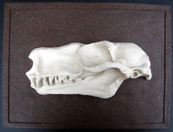 Choeronycteris mexicana, Mexican long-tougned bat skull profile