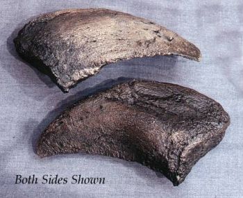 Camarasaurus Toe Claw, Jurassic