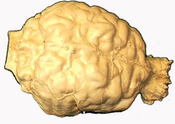 Ursus americanus, black bear brain endocast