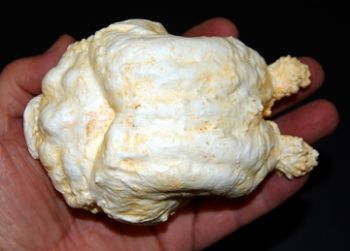 Paramylodon harlani sloth brain endocast