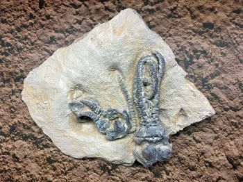 Jimbacrinus bostocki (crinoid)