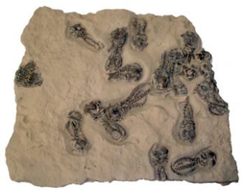 Jimbacrinus bostocki, crinoid mortality plate