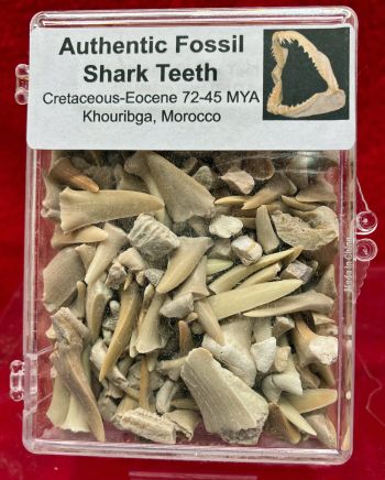 Fossil Shark Teeth Mix in Acrylic Display Case