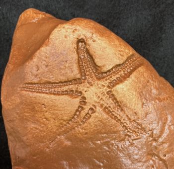 Devonaster chemungensis, Starfish from West Virginia