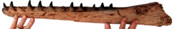 Mosasaur Jaw