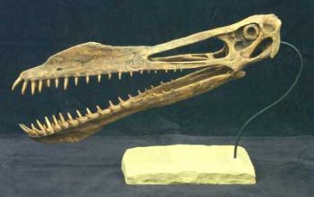 Anhanguera blittersdorfi, pterosaur skull