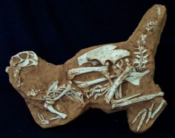 Conchoraptor gracilis, juvenile skeleton in matrix