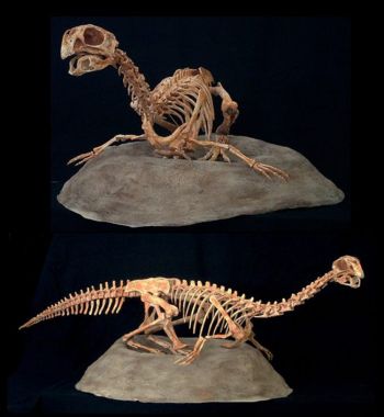 Conchoraptor gracilis, 3D juvenile skeleton on nest