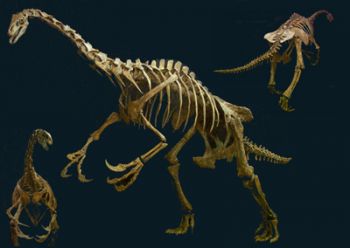 Nothronychus mckinleyi, skeleton