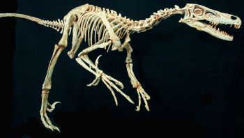 Velociraptor mongoliensis, skeleton