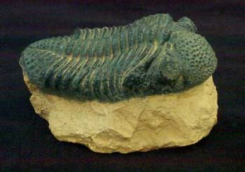 Phacops africanas, trilobite