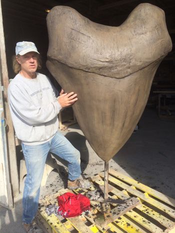 Giant Megalodon (Otodus megalodon) tooth