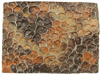 Hadrosaur Dinosaur Skin Impression