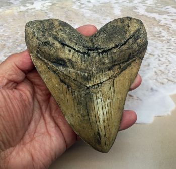 Megalodon (Otodus megalodon) tooth, Ivory