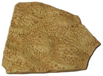 Ozarkcollenia, Ediacaran Fauna