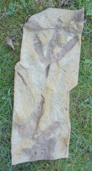 Theropod (dinosaur) Bird Track, negative