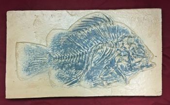 Priscacara, Green River Fossil Fish