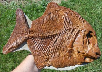 Neoproscinetes penalvai, Santana Pycnodont Fish