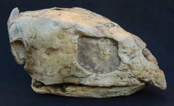 Protostega gigas Fossil Sea Turtle Skull