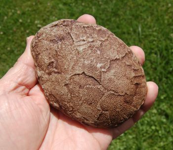 American Dinosaur Egg Orodromeus makelai