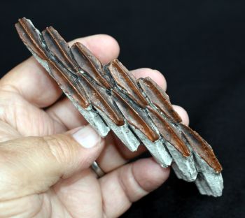 Edmontosaurus tooth row