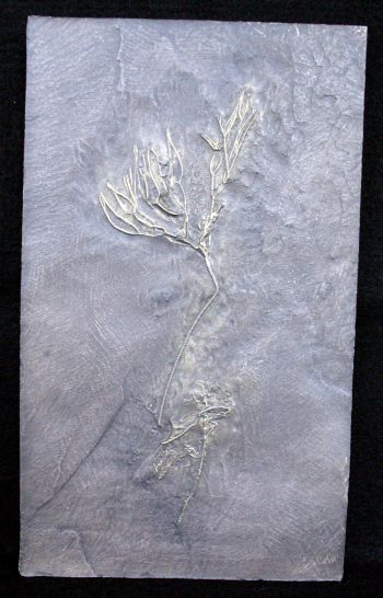 Rhadinocrinus dactylus a Bundenbach Crinoid