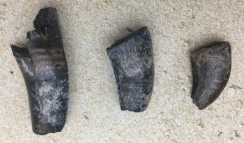 Daspletosaurus, 3 Authentic Dinosaur Teeth